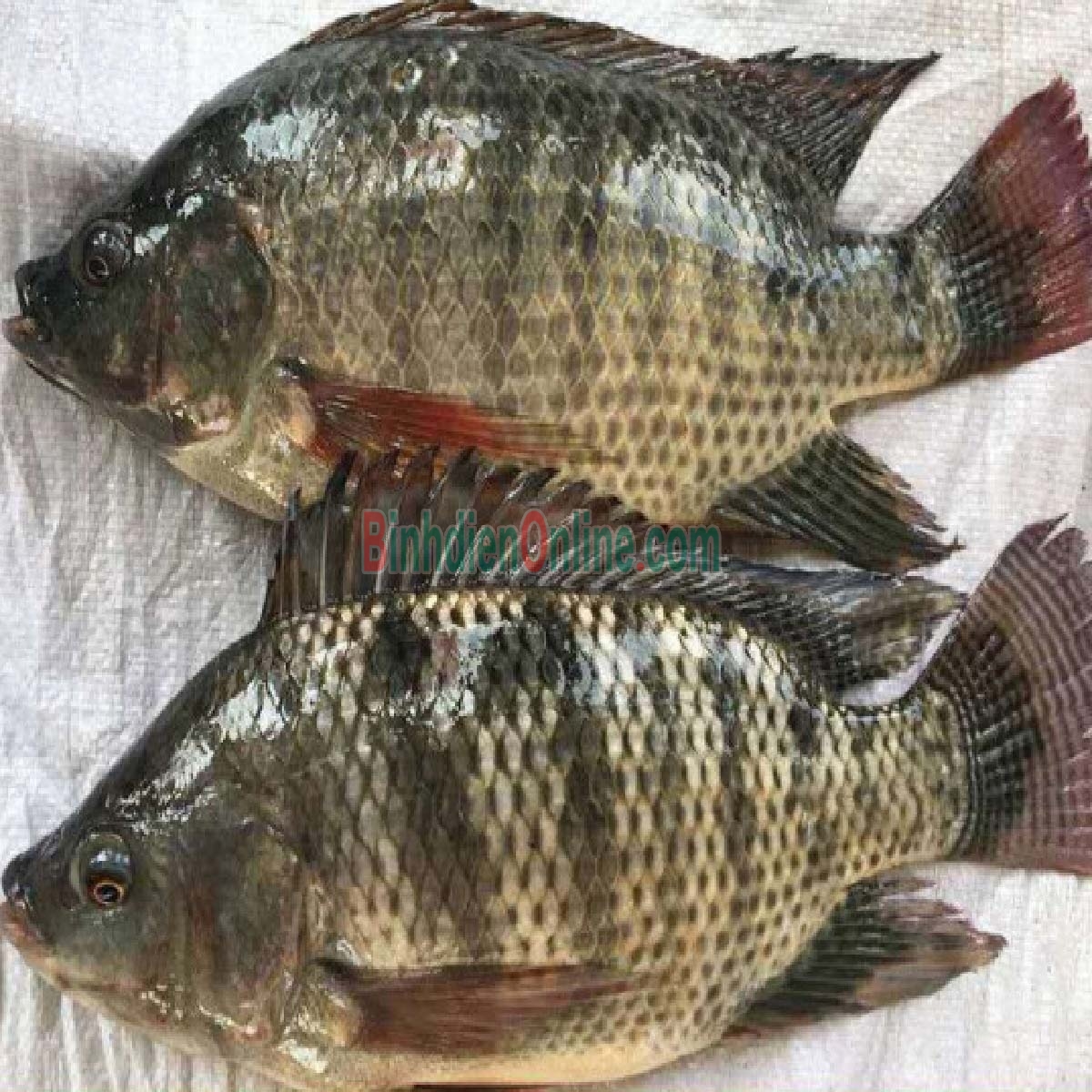 Cá rô phi thiên nhiên còn sống